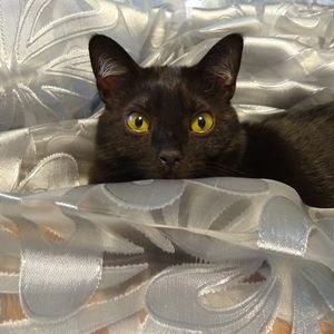 Meet your Posher, Kim